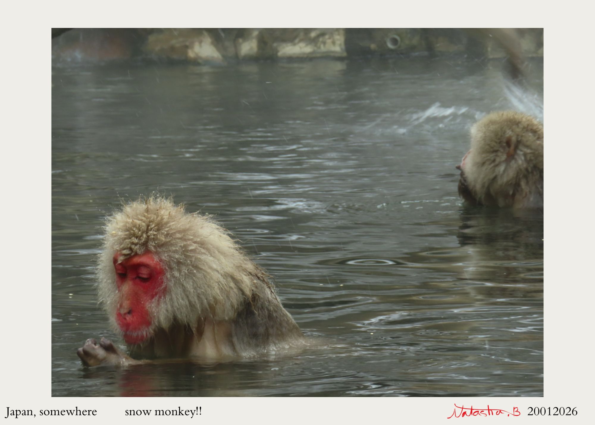photo of monkey