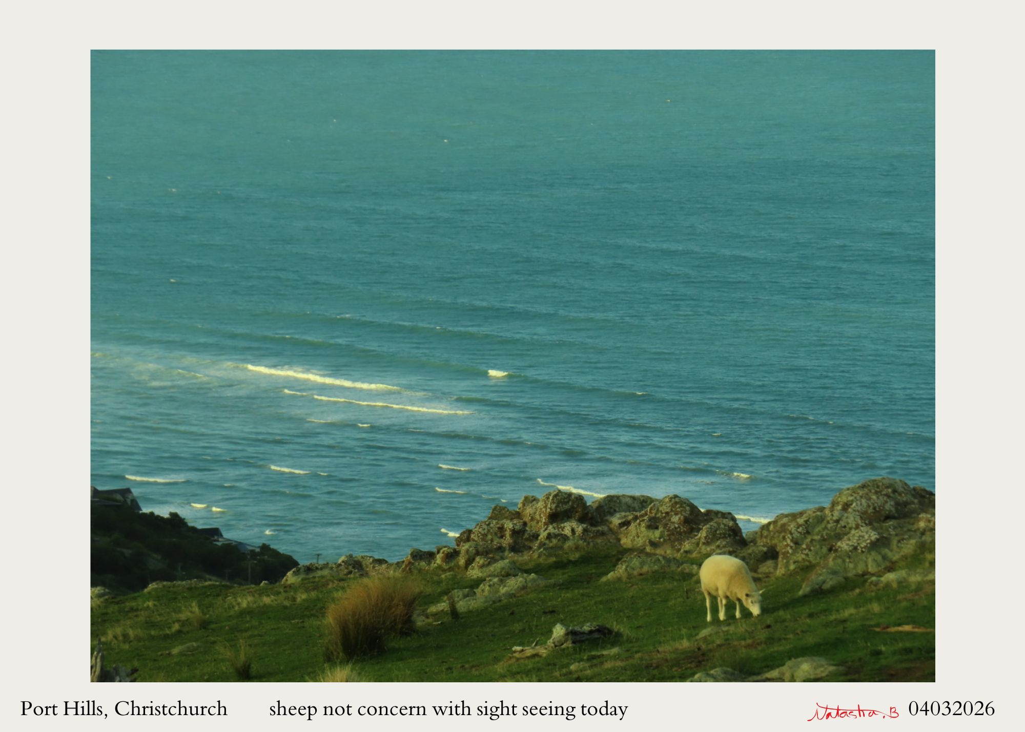 photo of sheep
